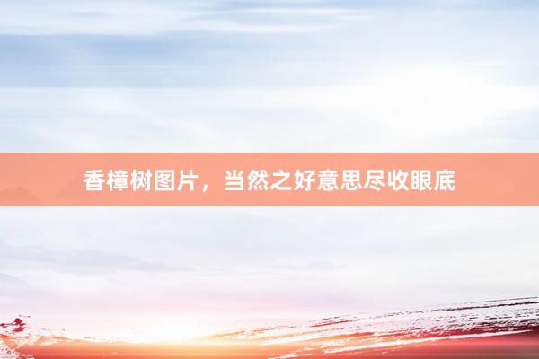 香樟树图片，当然之好意思尽收眼底